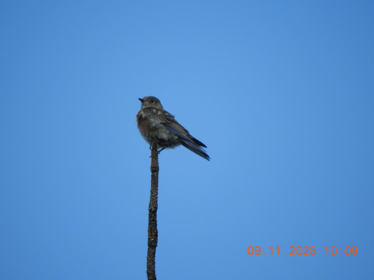 Western Bluebird - ML641716671