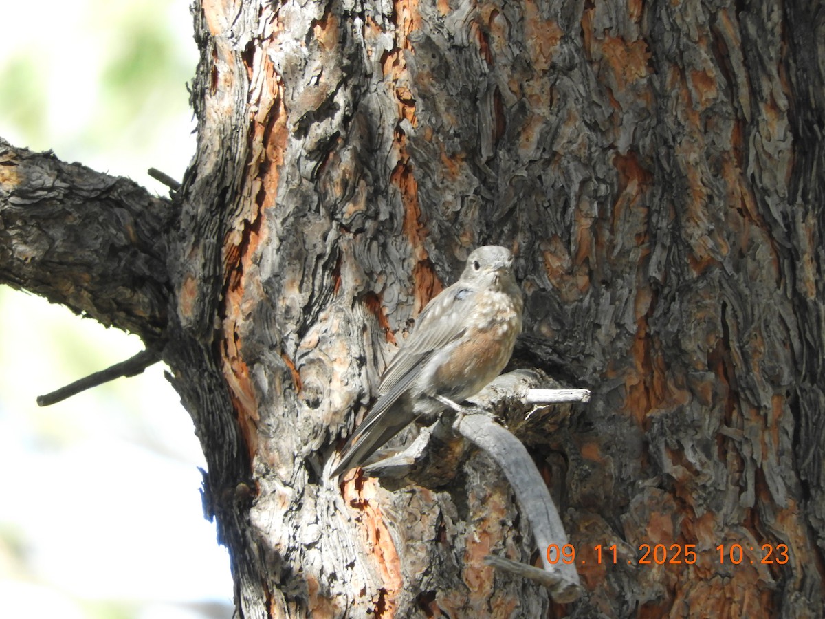 Western Bluebird - ML641716675