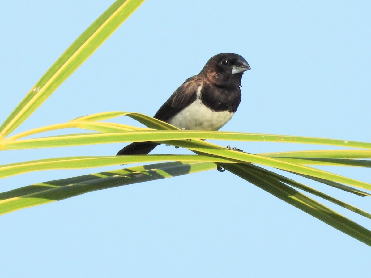 Javan Munia - ML641716751
