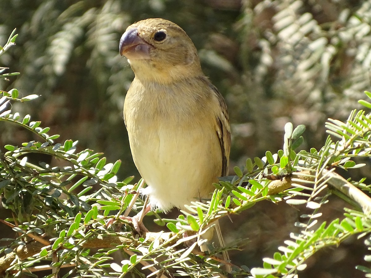 Parrot-billed Seedeater - ML641716752