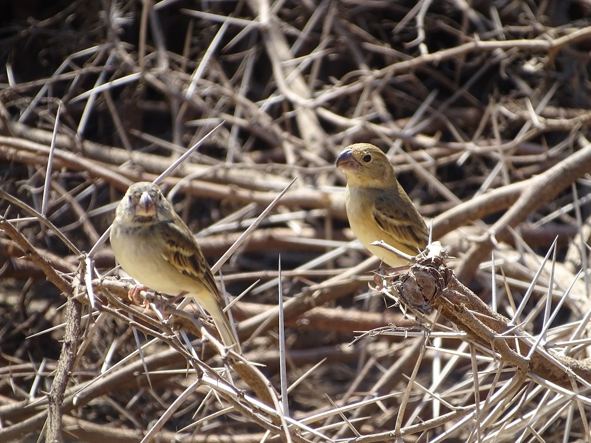 Parrot-billed Seedeater - ML641716756