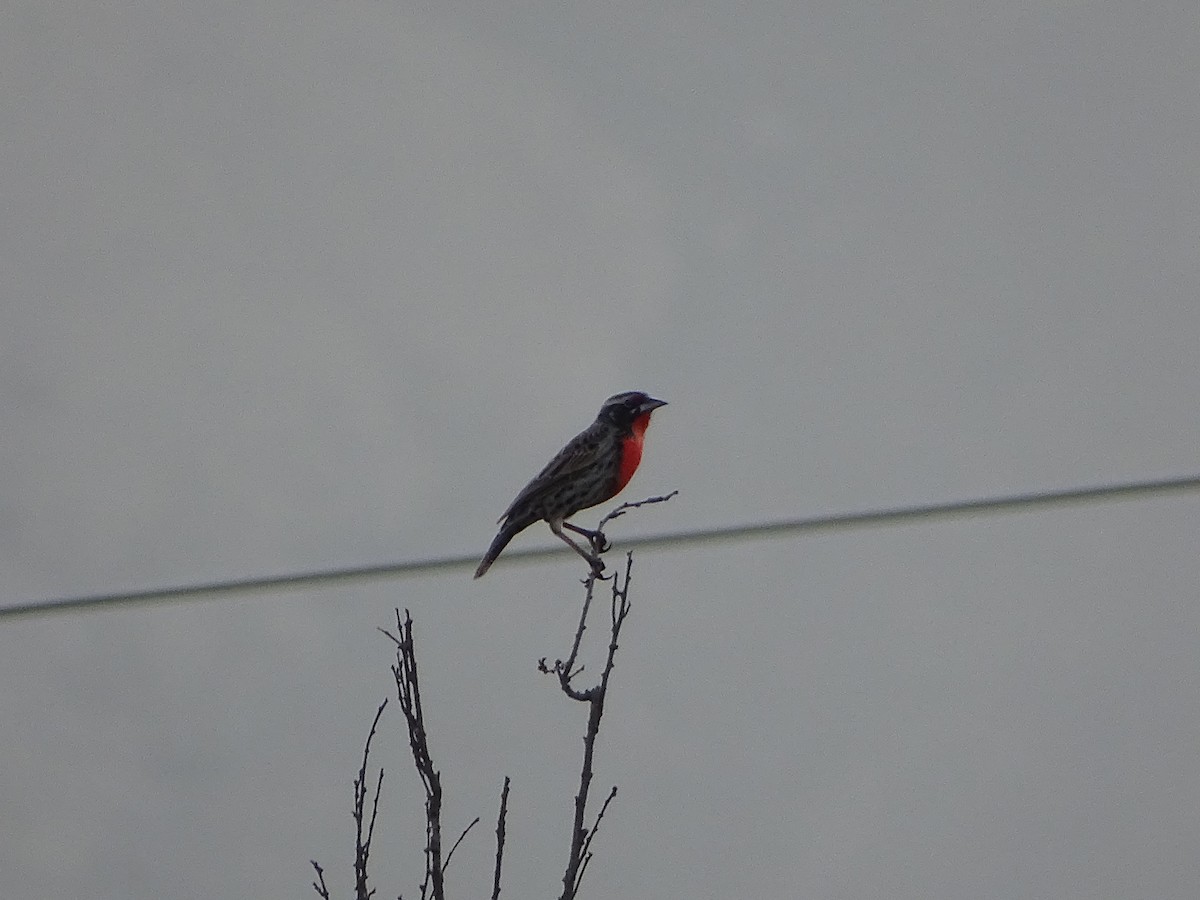 Peruvian Meadowlark - ML641716779