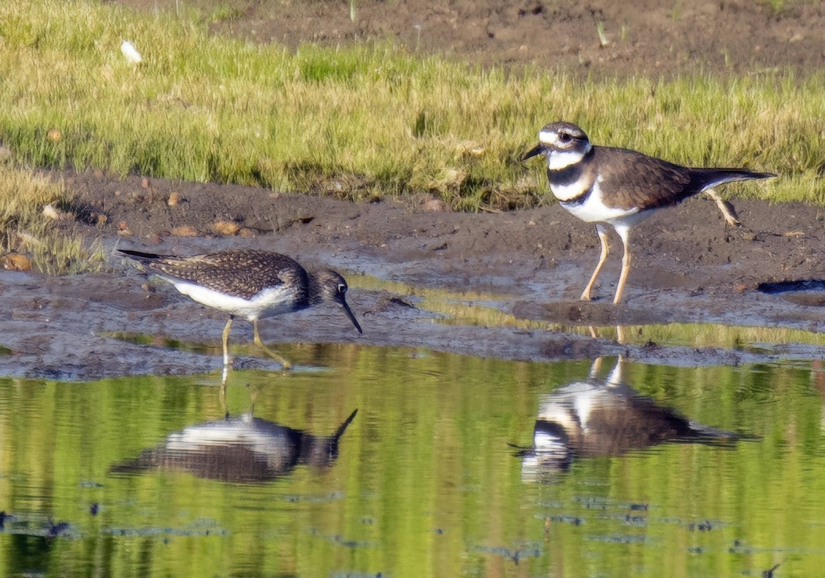 Killdeer - ML641716796