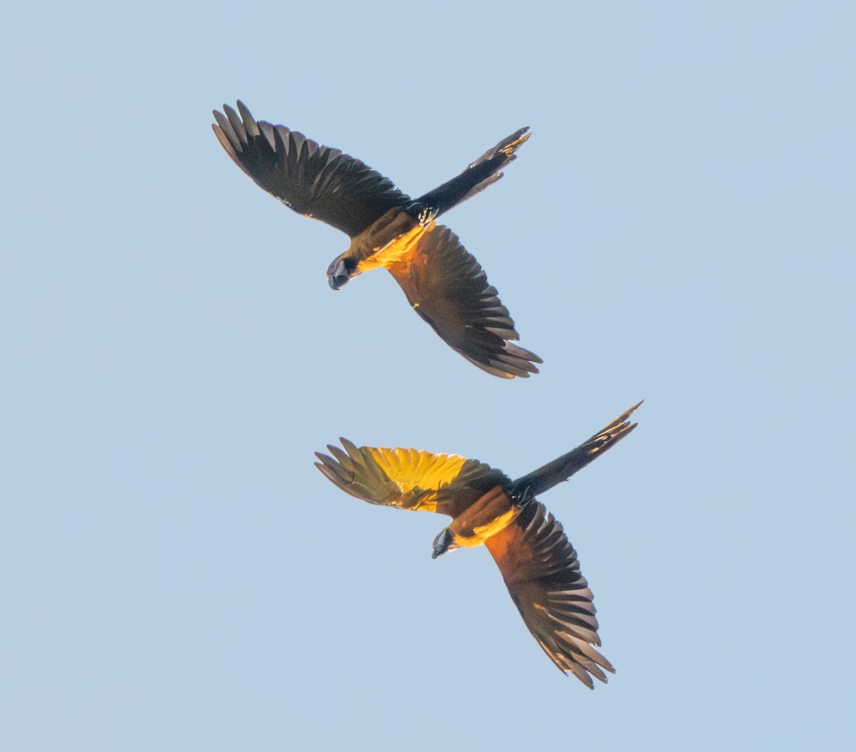 Blue-and-yellow Macaw - ML641716800