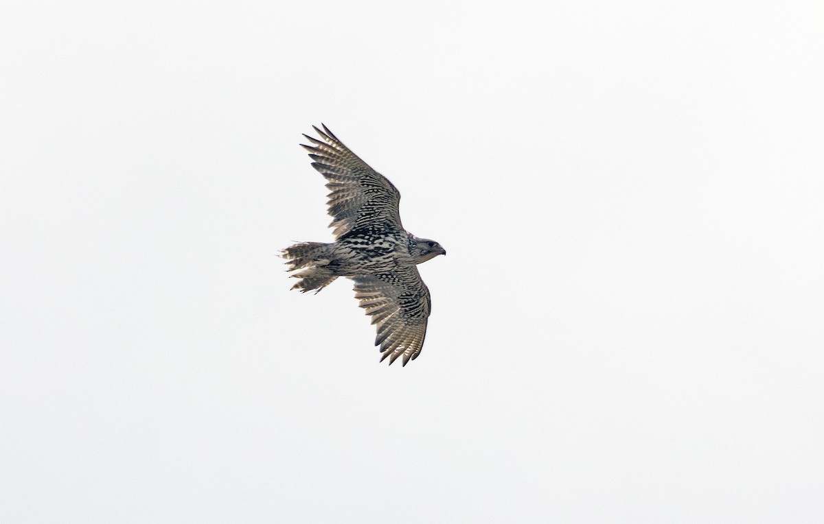 Gyrfalcon - ML641716826