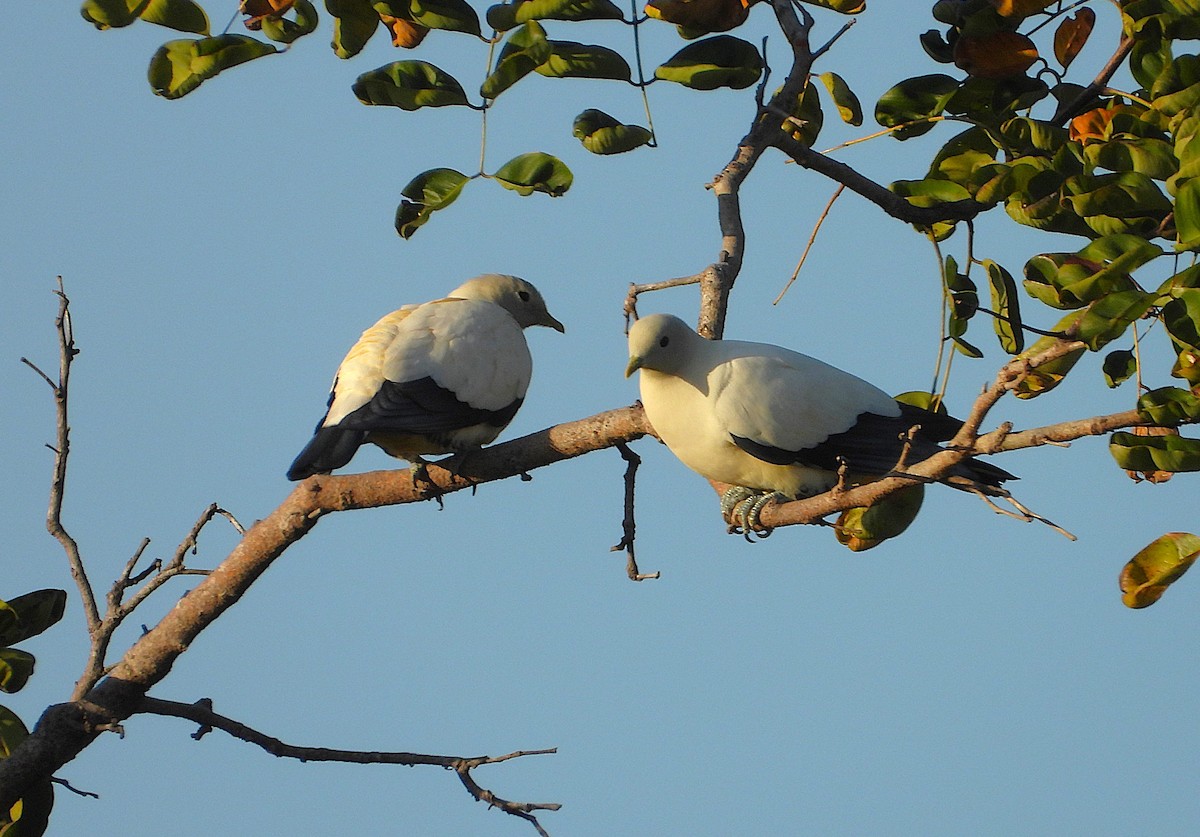 Torresian Imperial-Pigeon - ML641716837