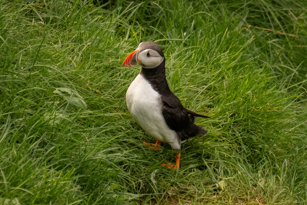 Atlantic Puffin - ML641716850