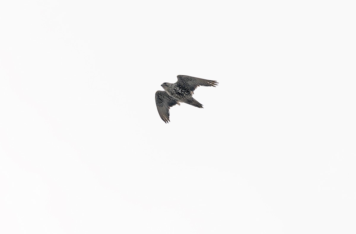Gyrfalcon - ML641716853