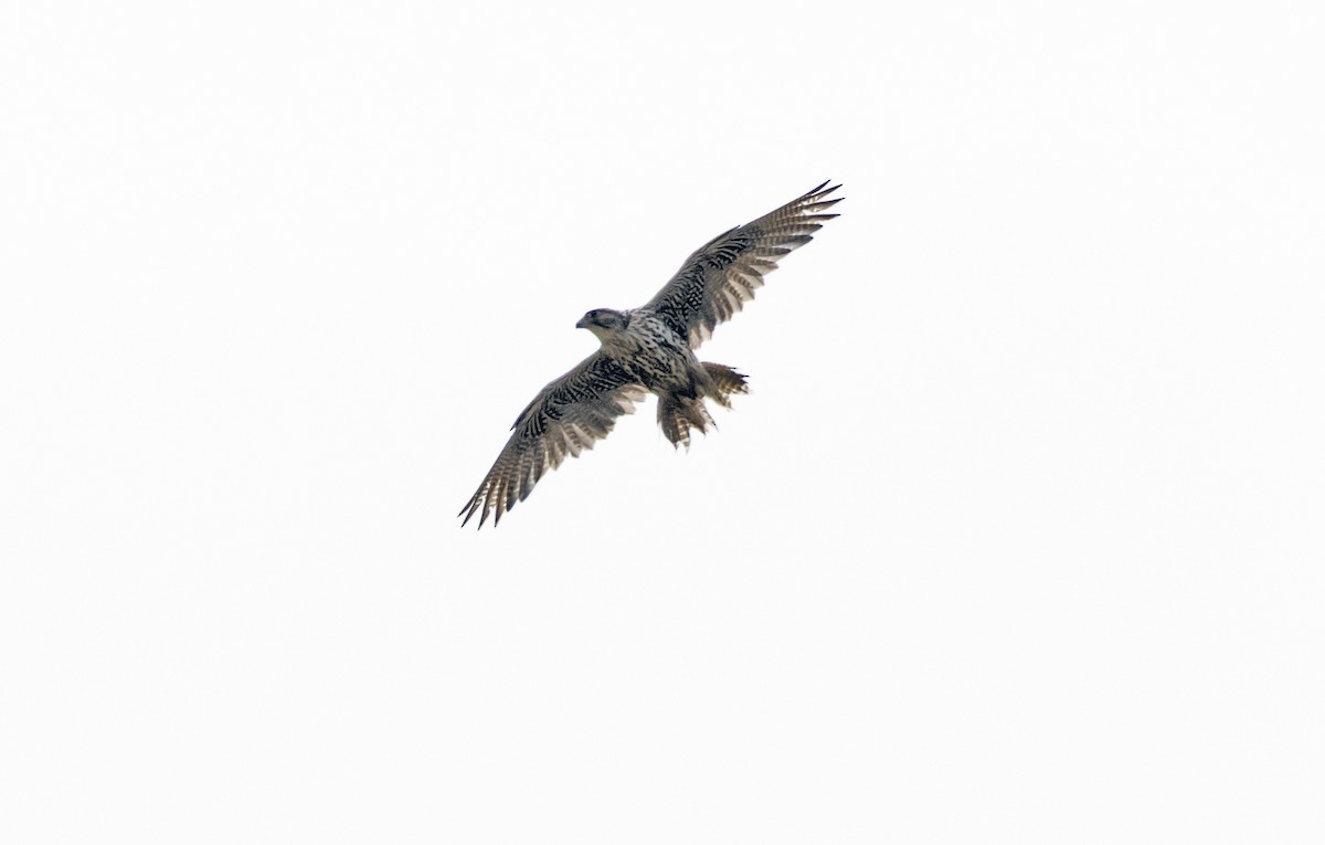 Gyrfalcon - ML641716854