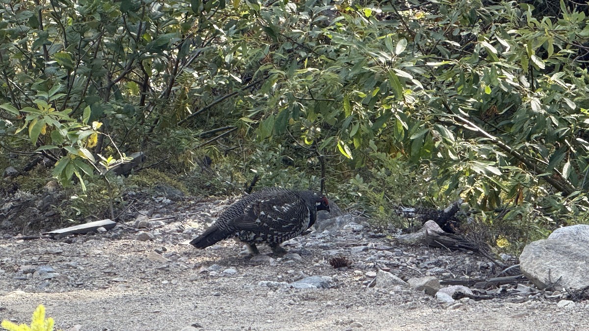 Spruce Grouse - ML641716855