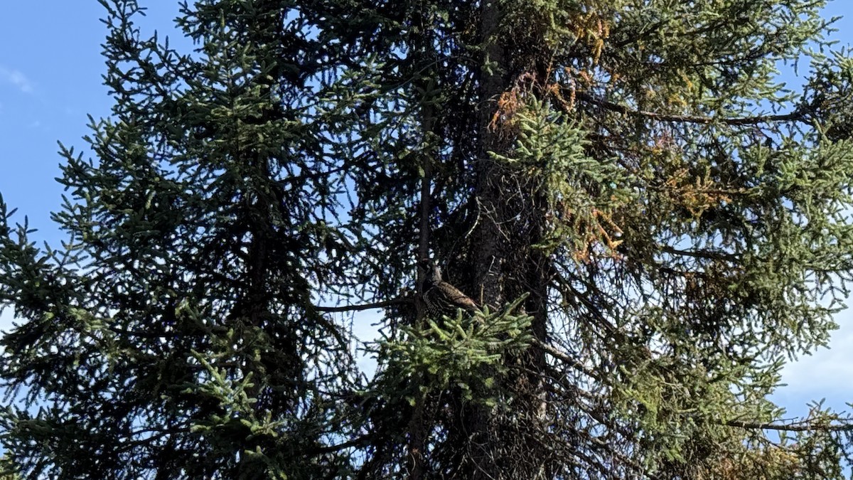 Spruce Grouse - ML641716857