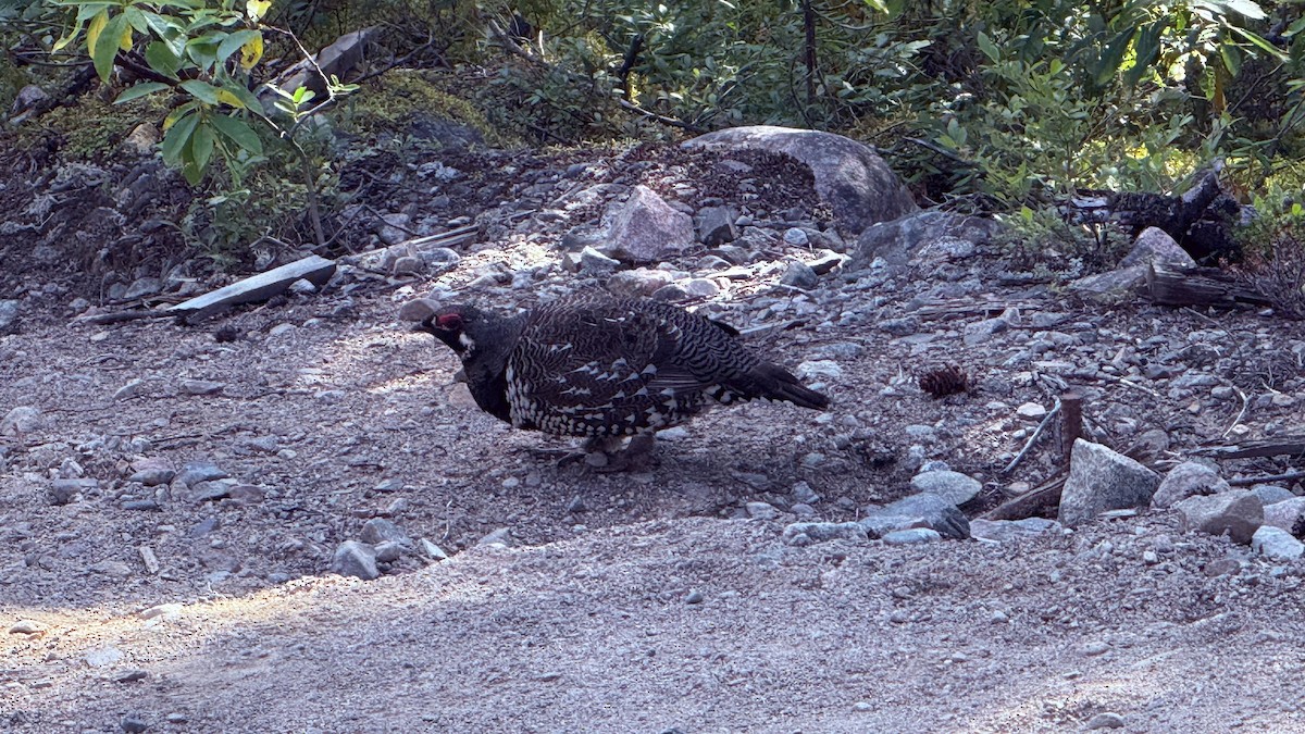Spruce Grouse - ML641716858