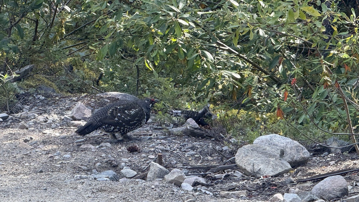 Spruce Grouse - ML641716861