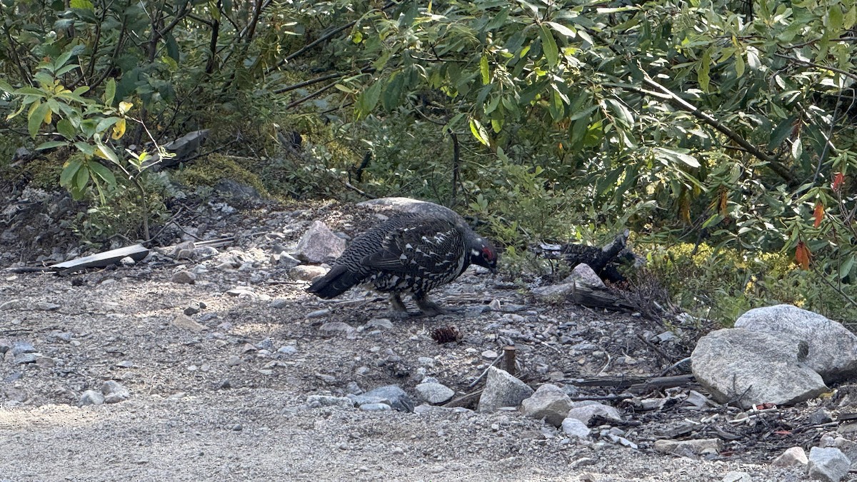 Spruce Grouse - ML641716862