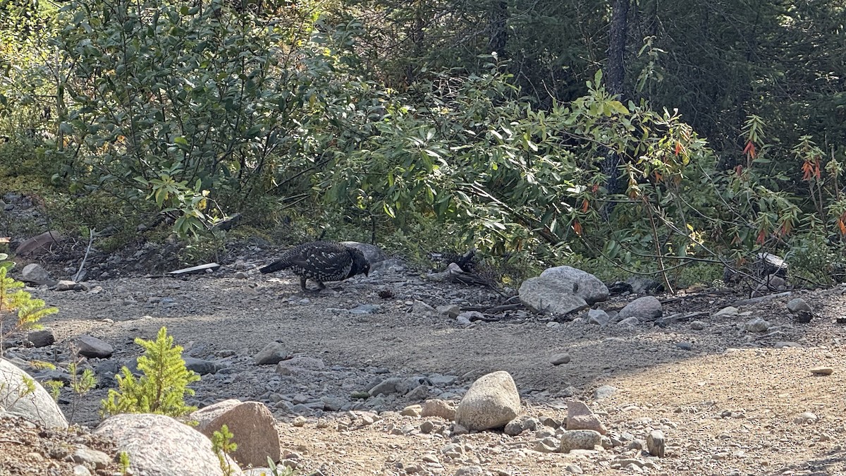 Spruce Grouse - ML641716865