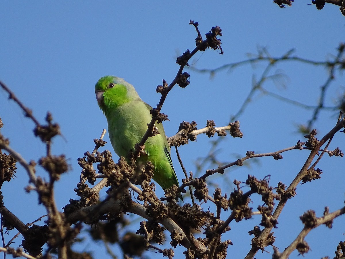 Pacific Parrotlet - ML641716868