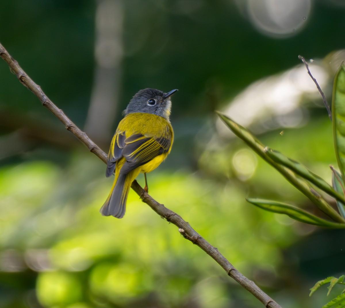 Gray-headed Canary-Flycatcher - ML641716898