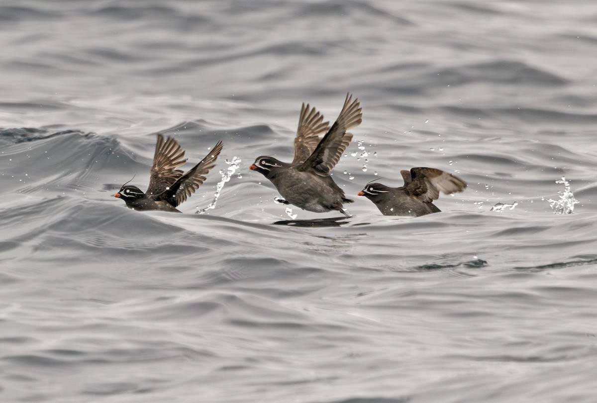 Whiskered Auklet - ML641716912