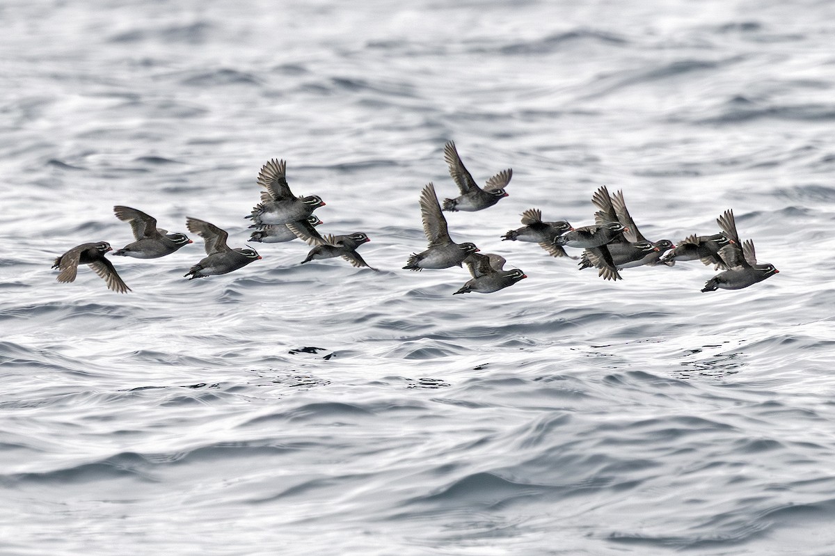 Whiskered Auklet - ML641716913