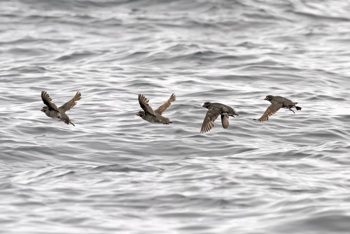 Whiskered Auklet - ML641716914