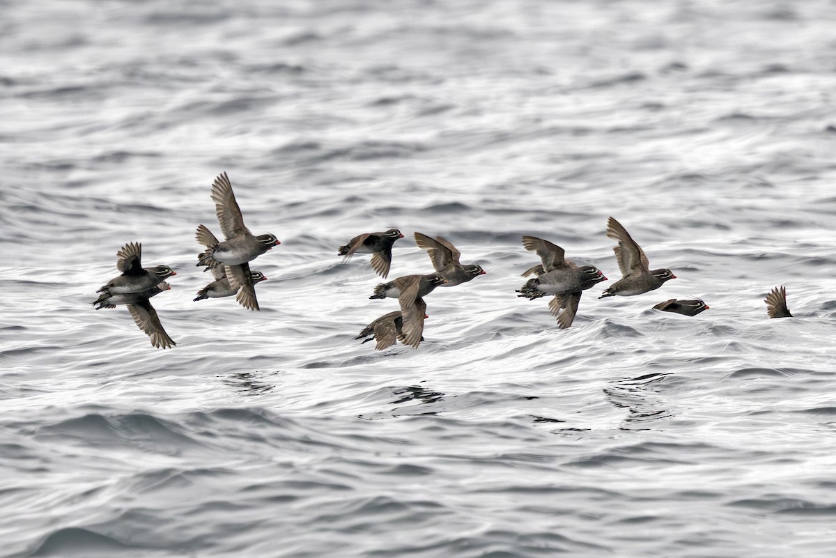 Whiskered Auklet - ML641716934