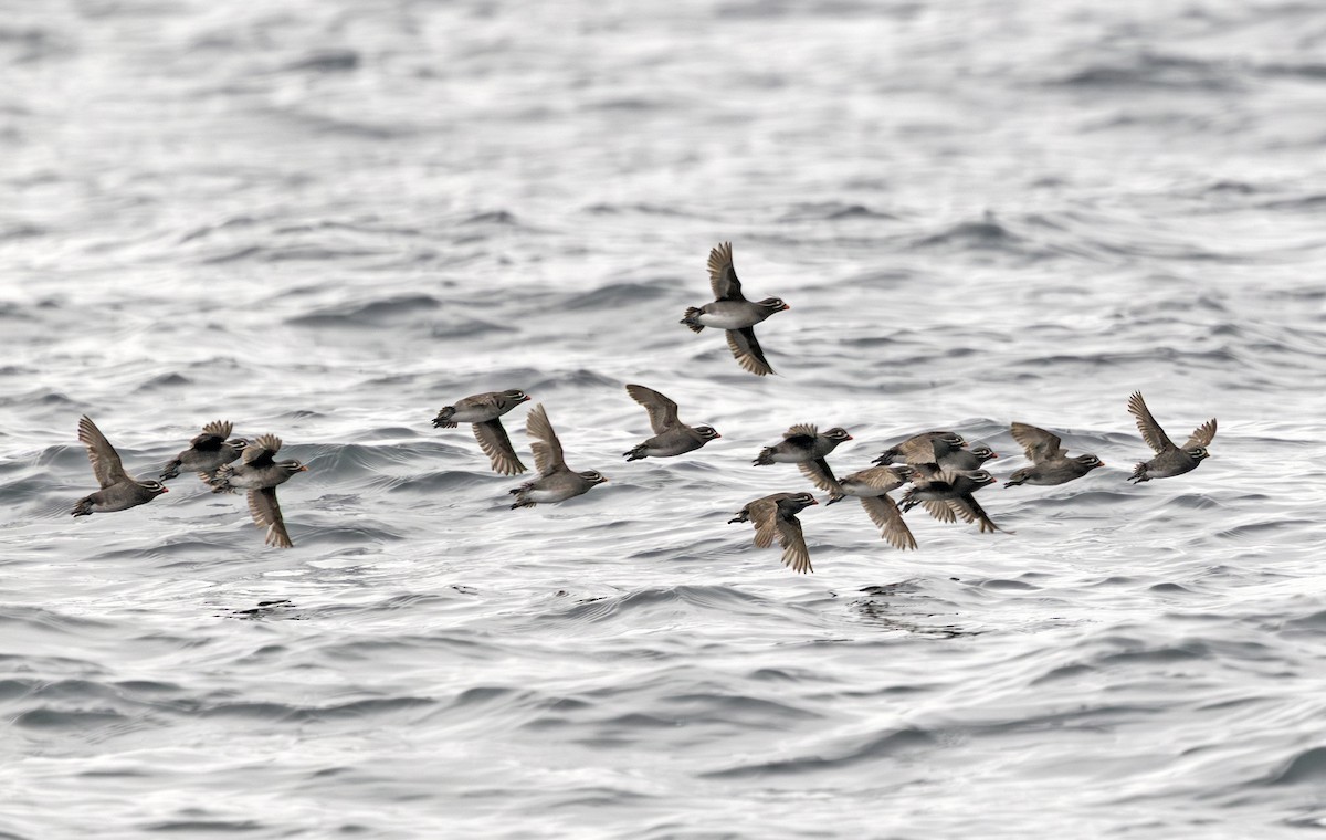 Whiskered Auklet - ML641716935