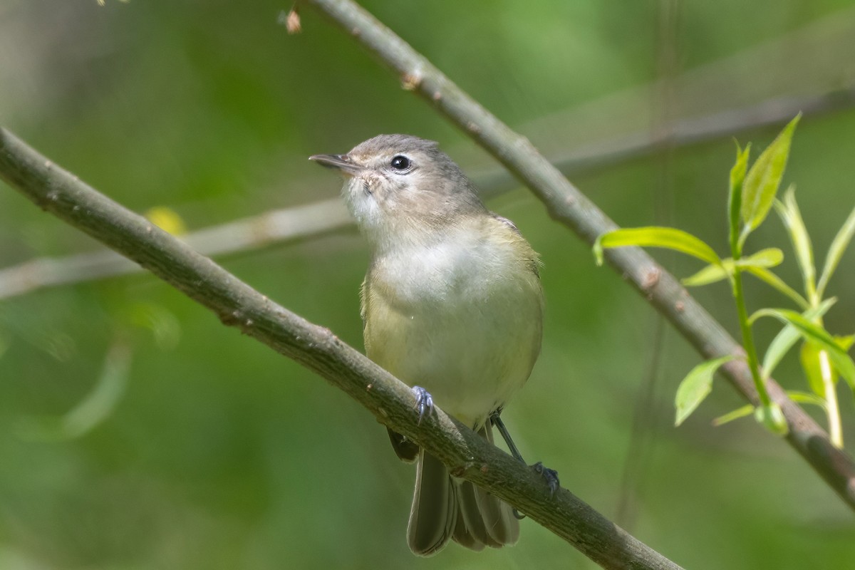 Ötücü Vireo - ML641716937