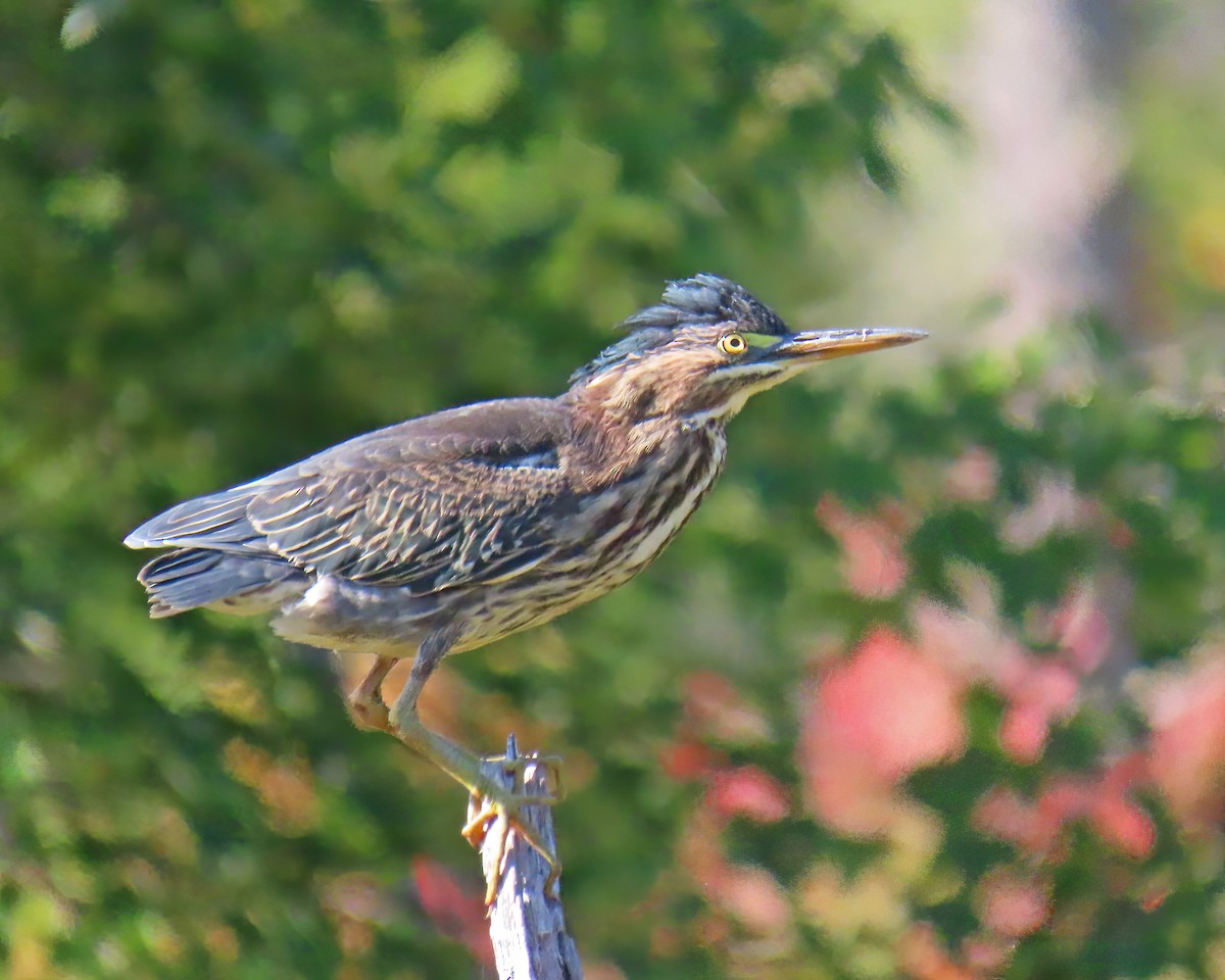 Green Heron - ML641716940