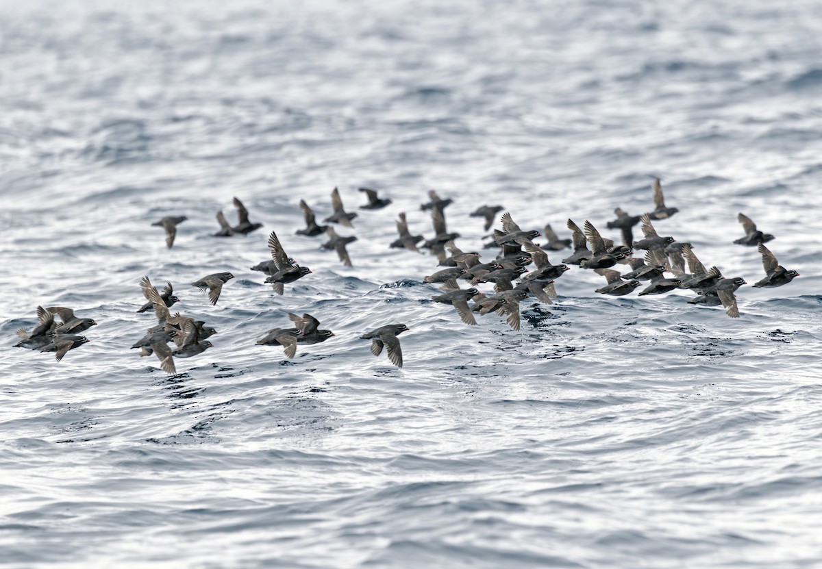 Whiskered Auklet - ML641716964