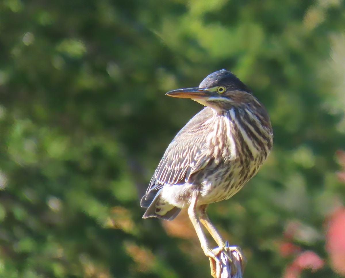 Green Heron - ML641716975