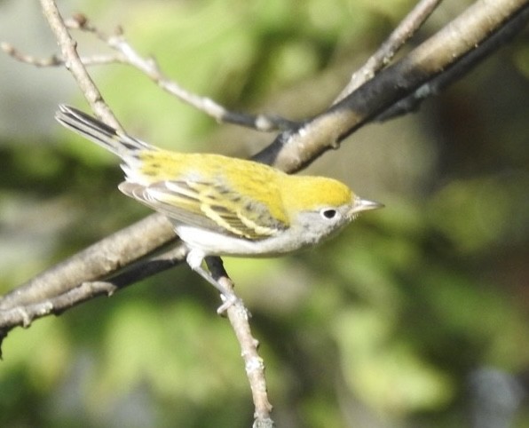 brunsideparula - ML641716985