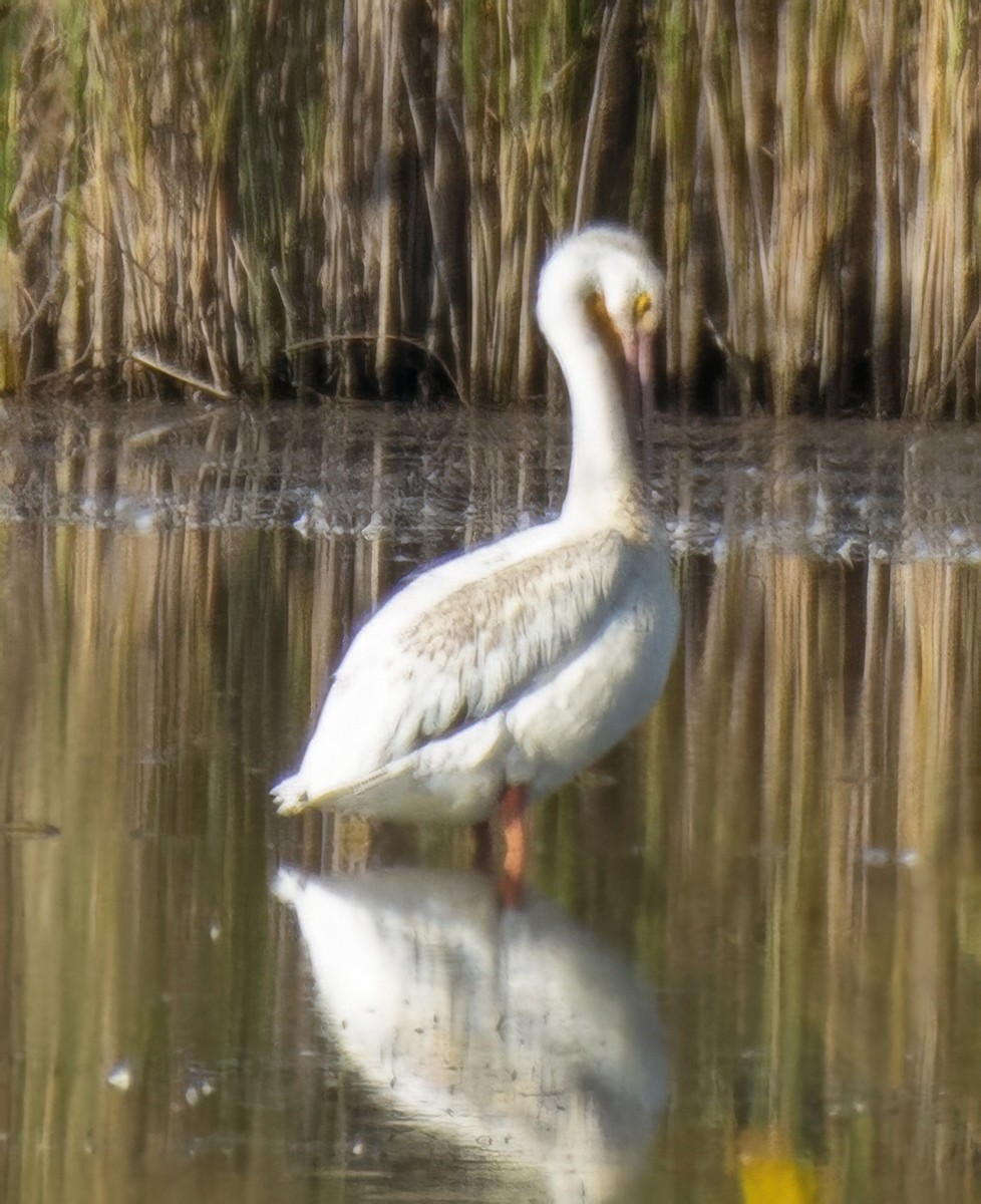 American White Pelican - ML641717001