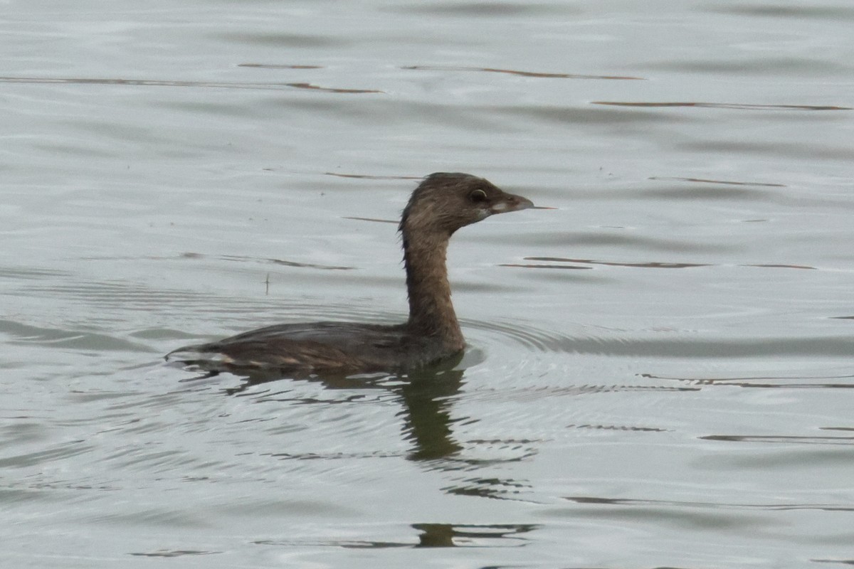 Pied-billed Grebe - ML641717046