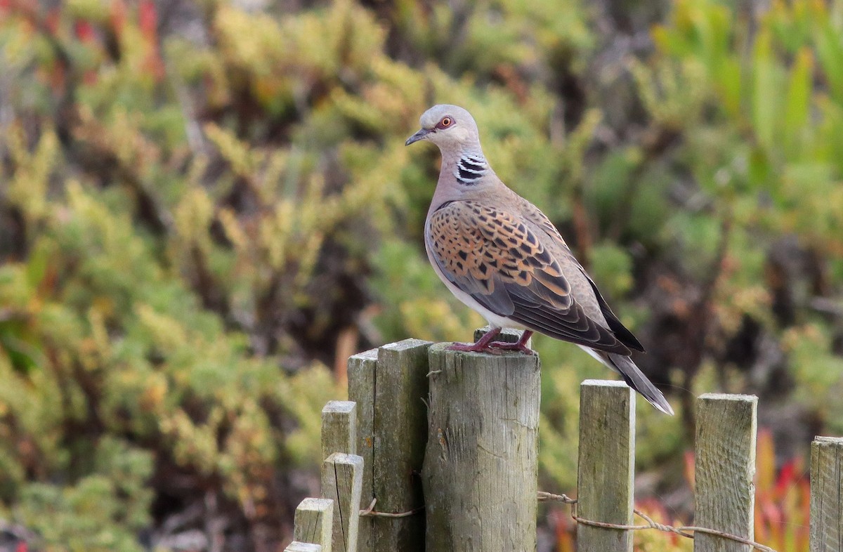 European Turtle-Dove - ML641717061