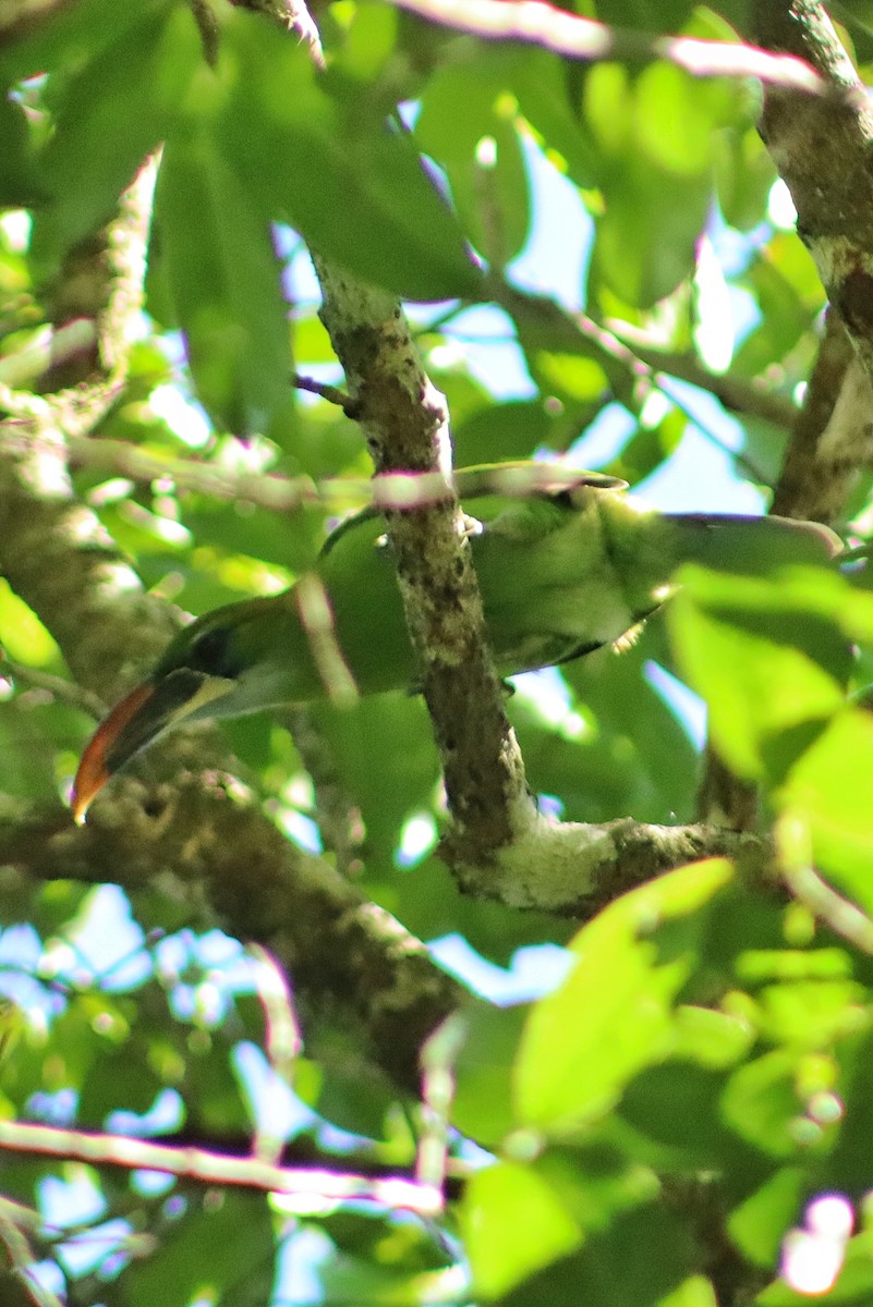 Groove-billed Toucanet - ML641717088