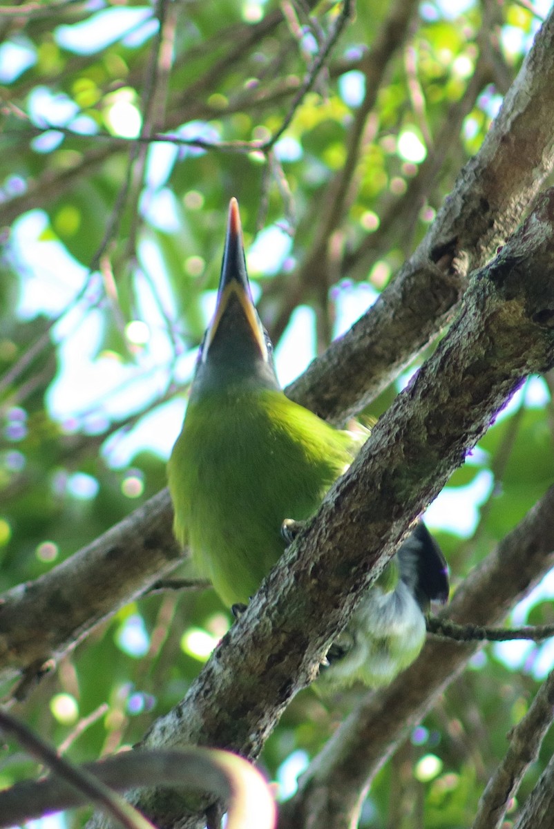 Groove-billed Toucanet - ML641717089