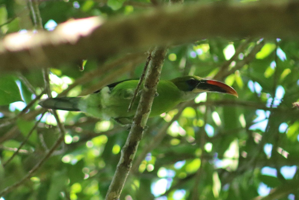 Groove-billed Toucanet - ML641717090