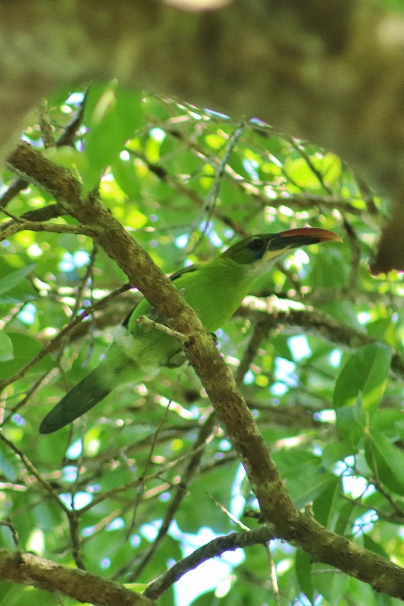 Groove-billed Toucanet - ML641717091