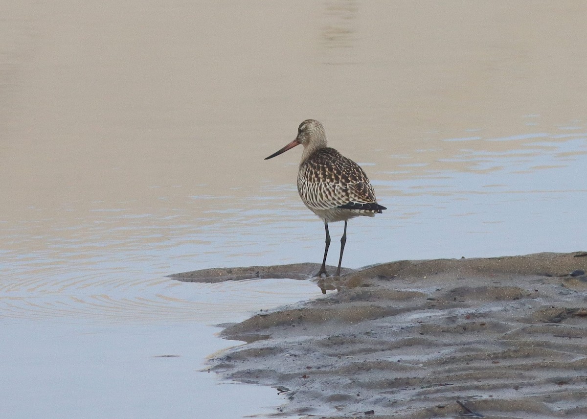 Bar-tailed Godwit - ML641717094