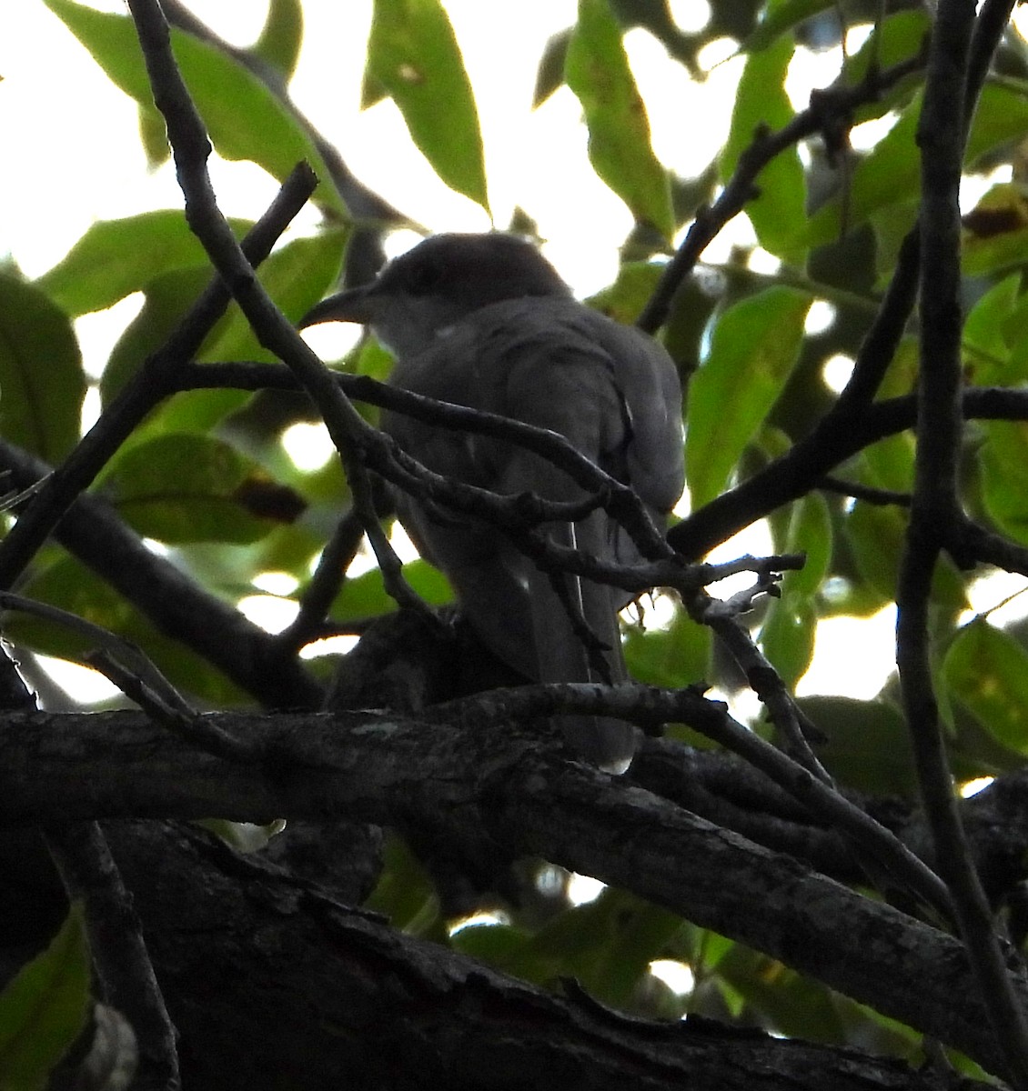 Yellow-billed Cuckoo - ML641717097