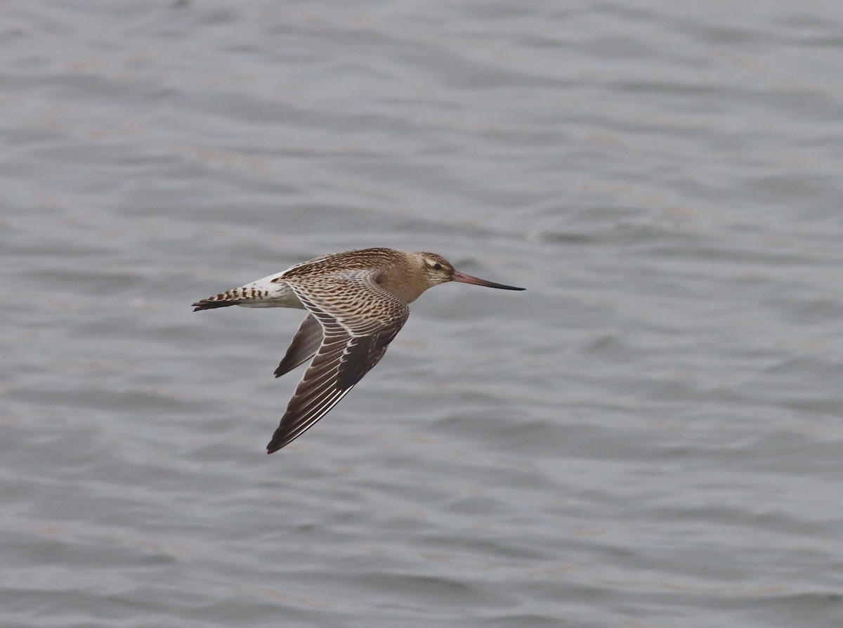 Bar-tailed Godwit - ML641717099