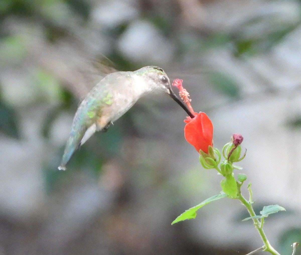 Ruby-throated Hummingbird - ML641717102