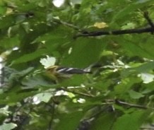 hemlokkparula - ML641717109