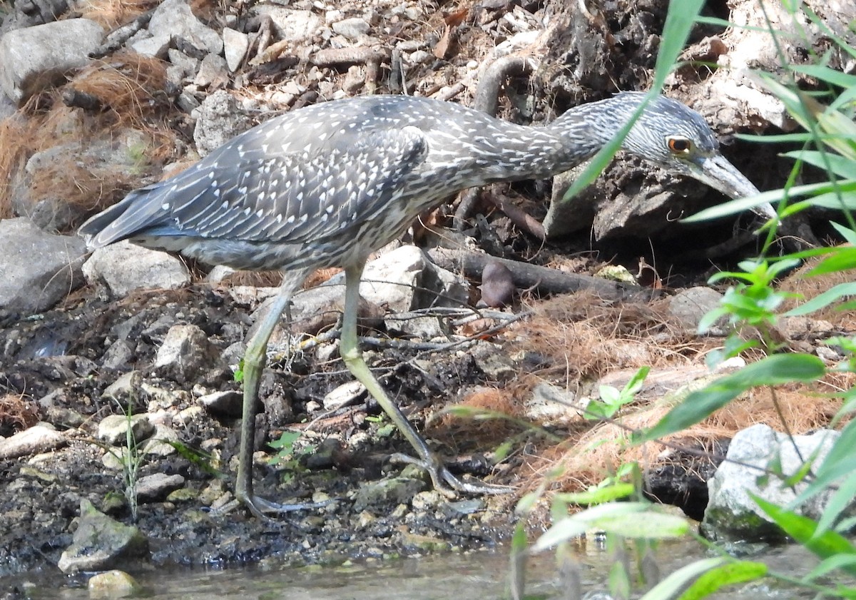 Yellow-crowned Night Heron - ML641717117