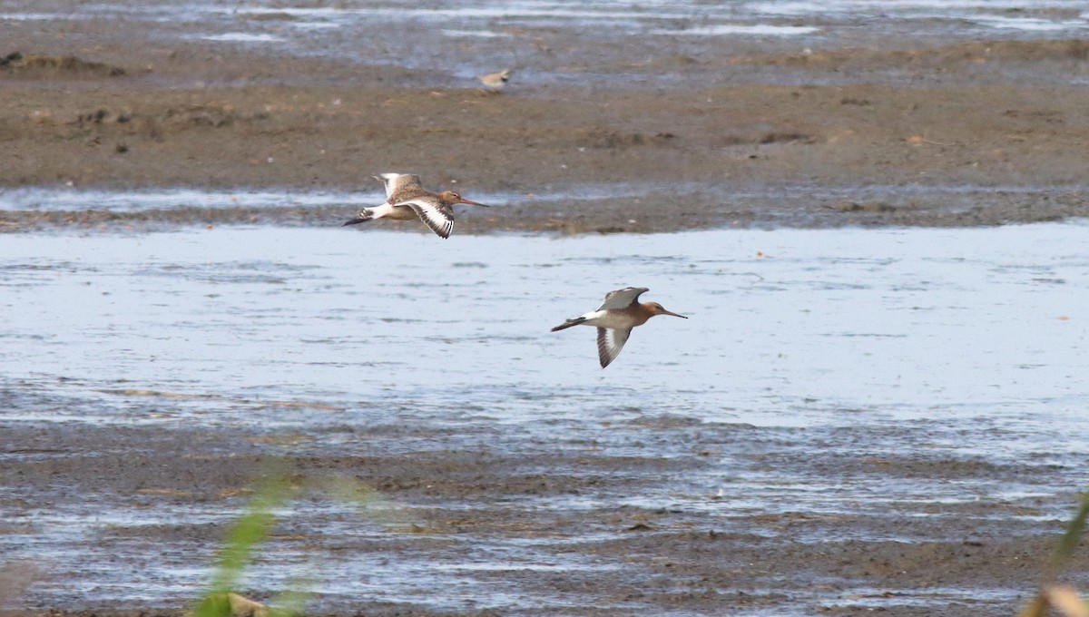 Black-tailed Godwit - ML641717126