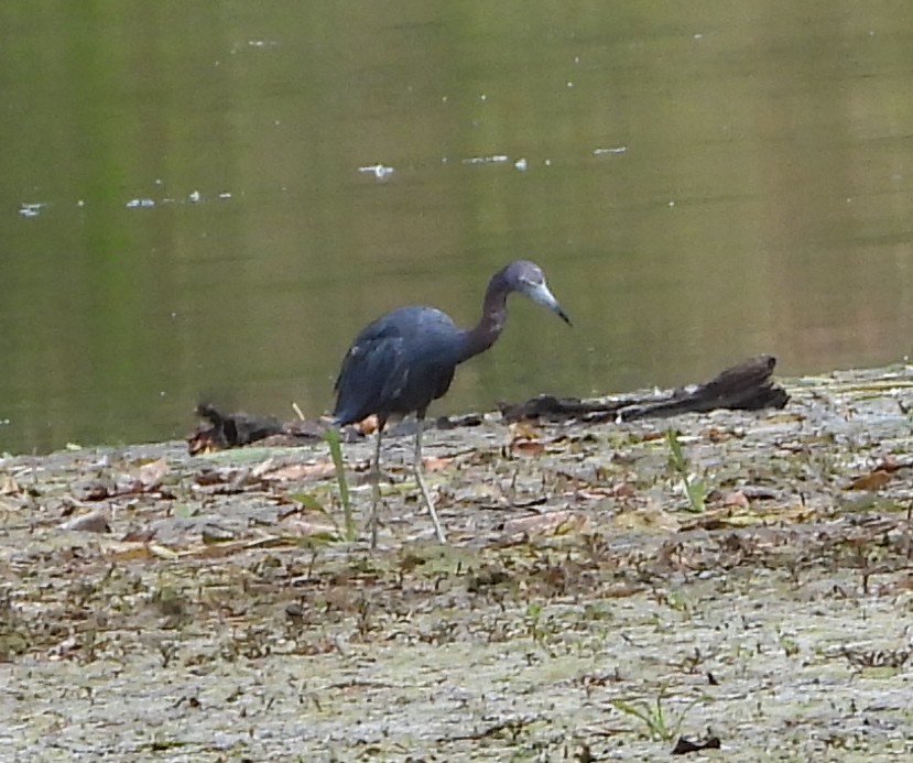 Little Blue Heron - ML641717129