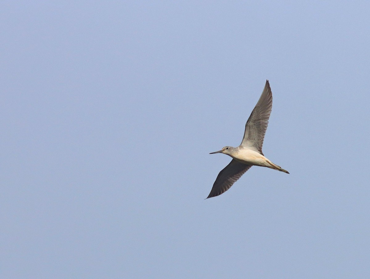 Common Greenshank - ML641717138