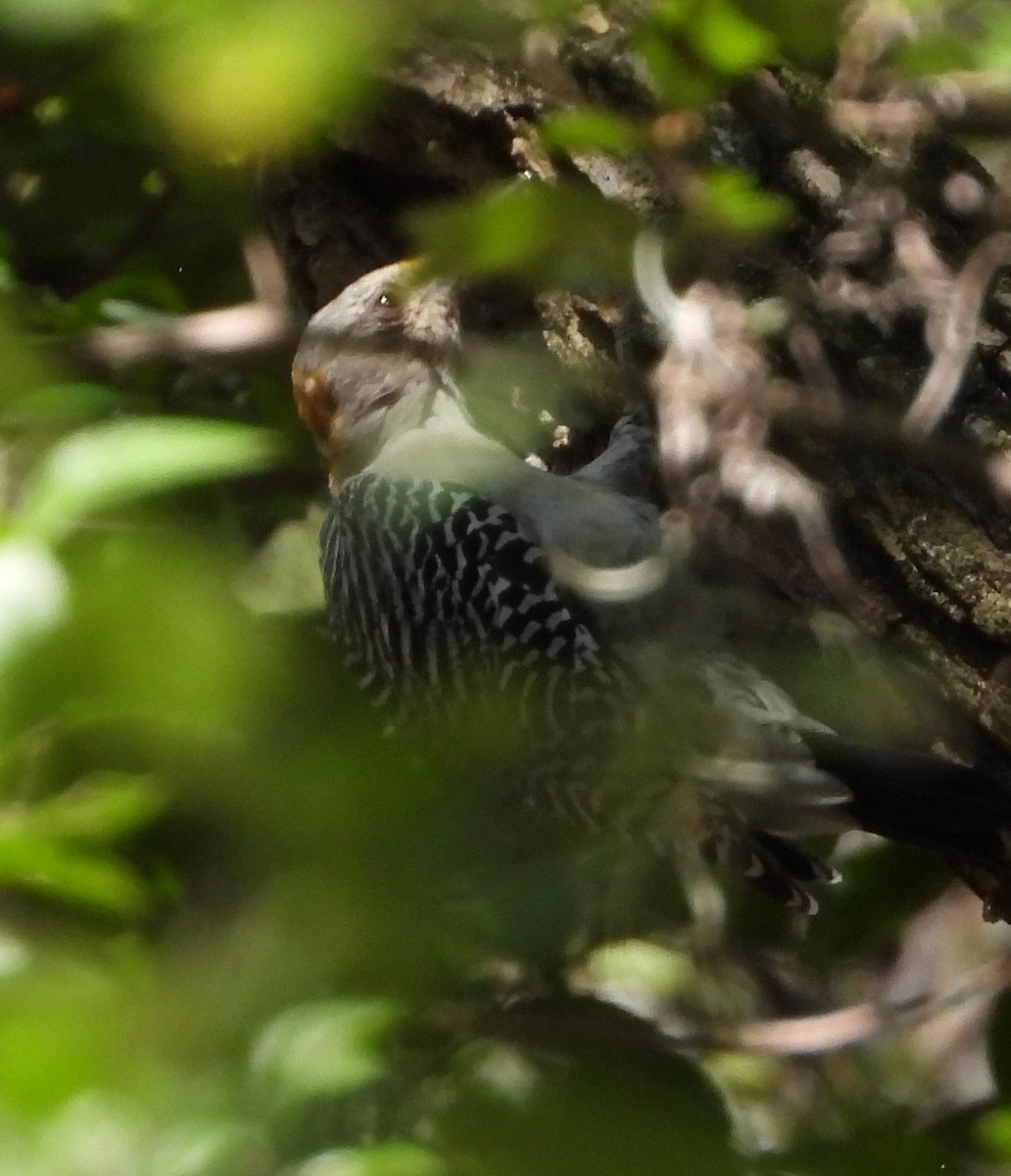 Golden-fronted Woodpecker - ML641717139