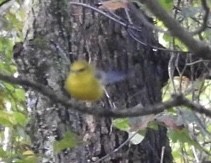blåvingeparula - ML641717140
