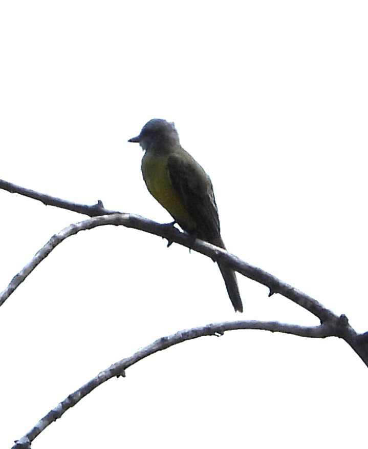 Couch's Kingbird - ML641717149